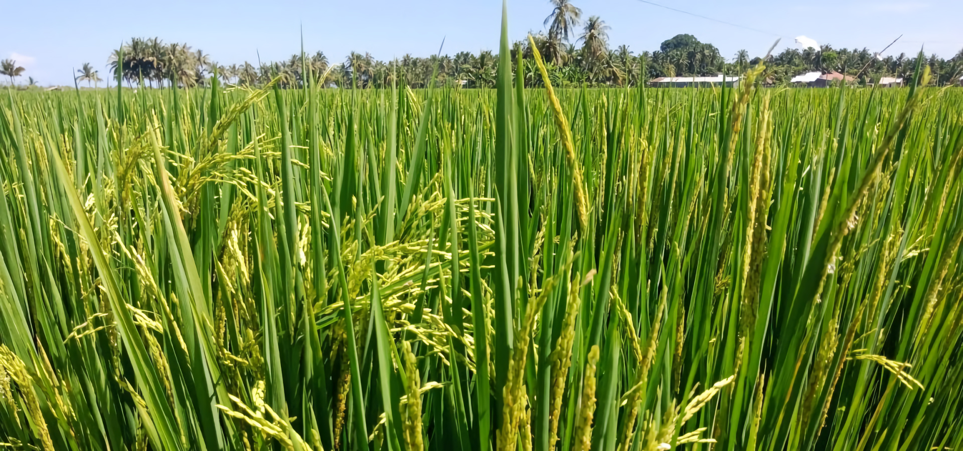 Pomal Tani About